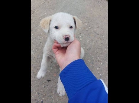 labrador 01.jpg